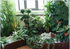 Уголок живой природы в детском саду: как правильно подобрать комнатные растения?